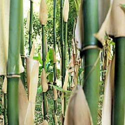 Bambú Semia. fastuosa viridis